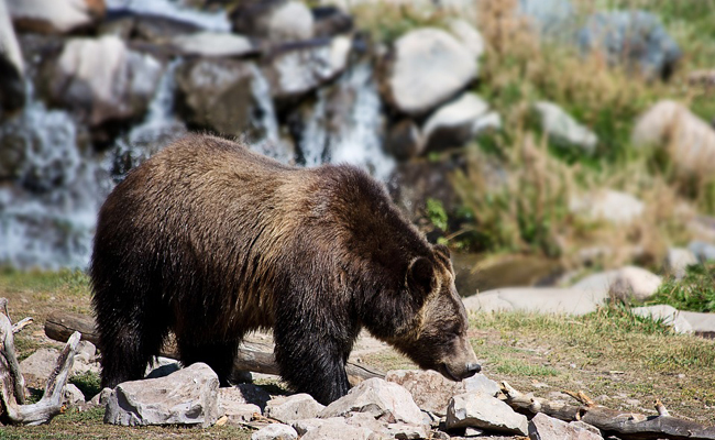 ¿Cuánto pesa un oso Iberico?
